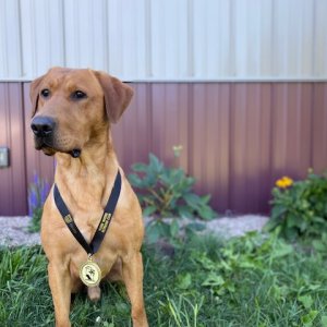 award-winning-pointing-lab