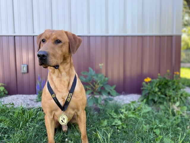 award-winning-pointing-lab