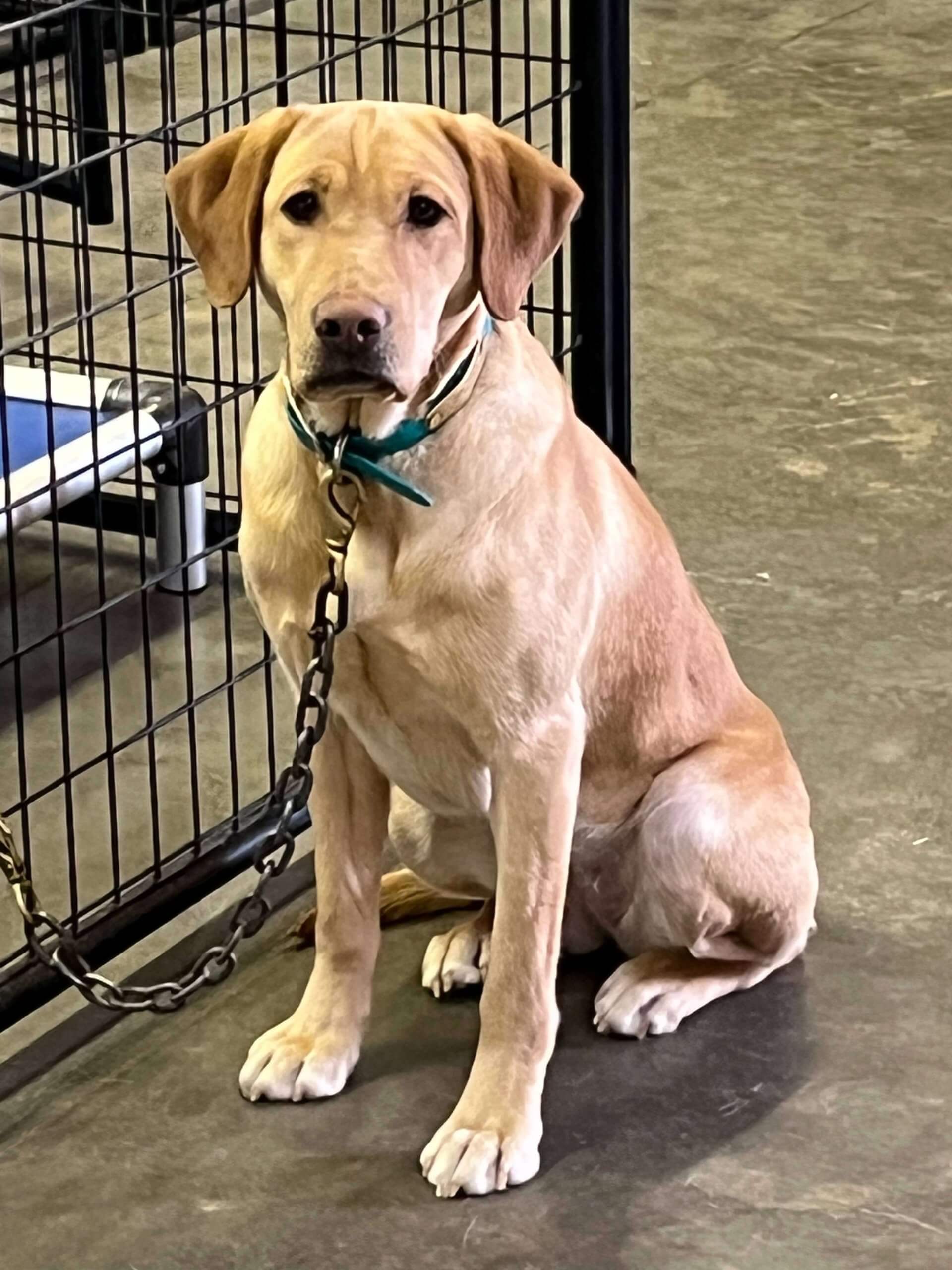 Pointing 2024 labrador breeders