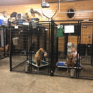 dogs-boarded-inside