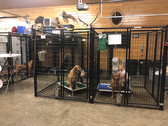 dogs-boarded-inside