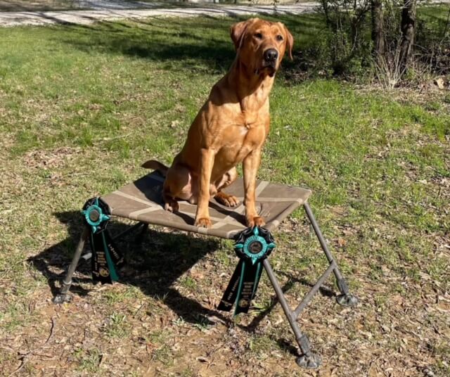 Homemade dog stands.new pics.. : Hunting Dog Forum - Page 5