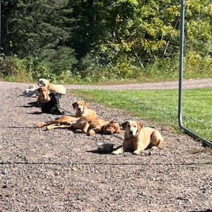 labs-lined-up-for-training