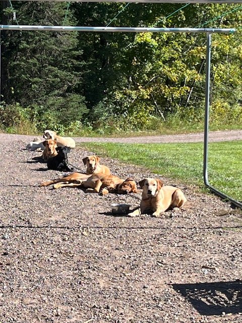labs-lined-up-for-training