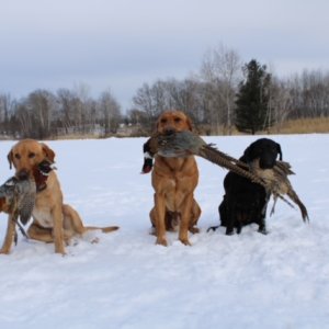 3-labs-holding-pheasant-in-snow