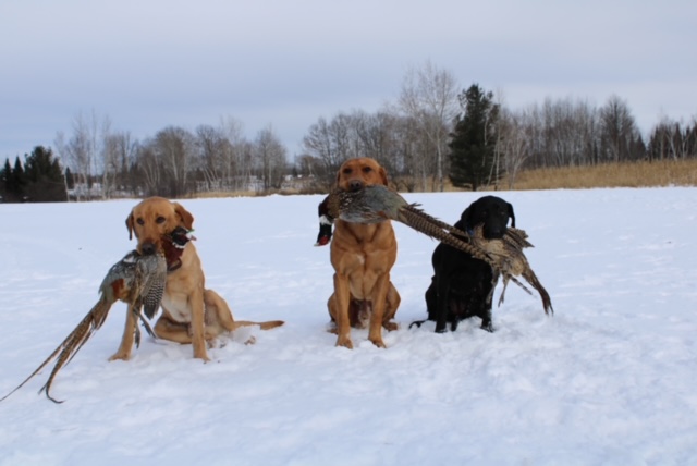 3-labs-holding-pheasant-in-snow
