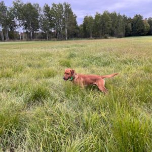 north-on-point-in-upland-grass