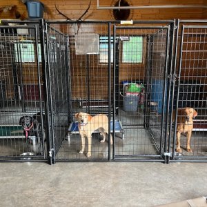3-dogs-in-clean-kennel