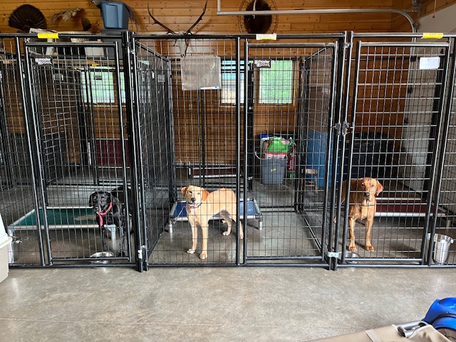 3-dogs-in-clean-kennel