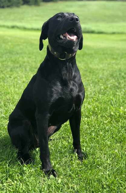 how big is a black labrador