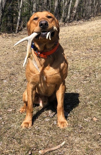 pointing-lab-with-antler-in-his-mouth