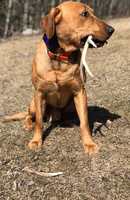 pointing-lab-with-antler-in-his-mouth